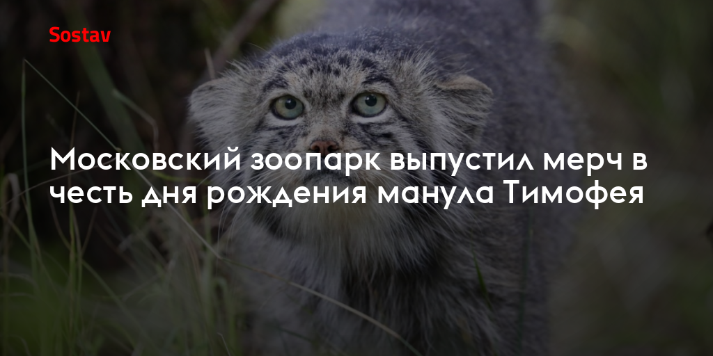Московский зоопарк выпустил мерч в честь дня рождения манула Тимофея