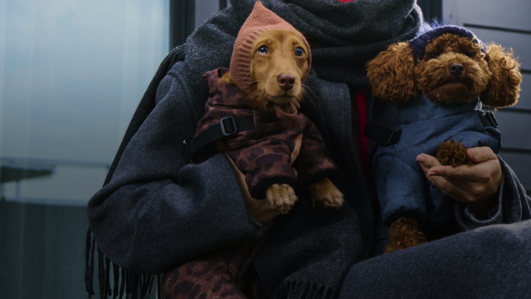 Кейс Sloyka и «Зоозавра»: как охватить более 60 млн pet-friendly аудитории за два месяца